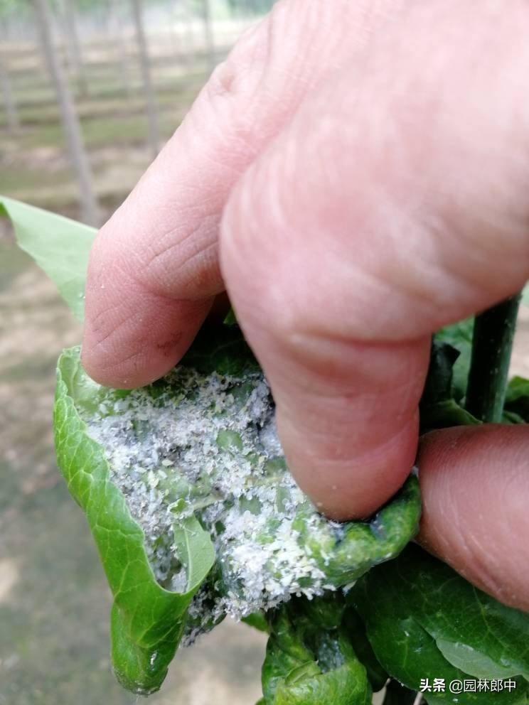 白蜡树秋季,白蜡观赏期