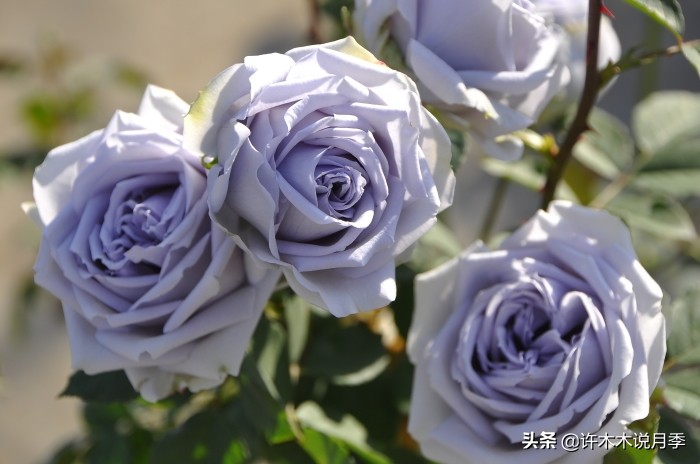 稀有月季蓝色妖姬,颜色比较稀有月季有哪些品种