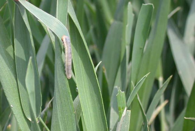 小麦虫最佳防治时间,小麦生虫出蛾怎样防控