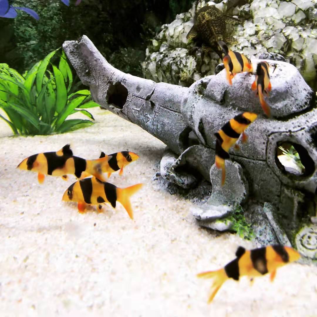 鼠年适合养鼠吗,鼠年养鼠好吗