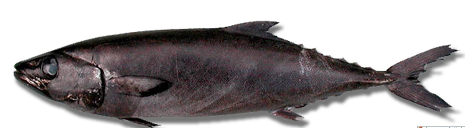 油鱼冒充鳕鱼是怎么回事,冒充鳕鱼的油鱼吃了以后什么症状