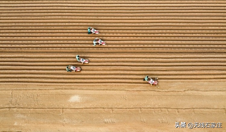 春耕生产忙播撒新希望,栾城生姜种植新政策