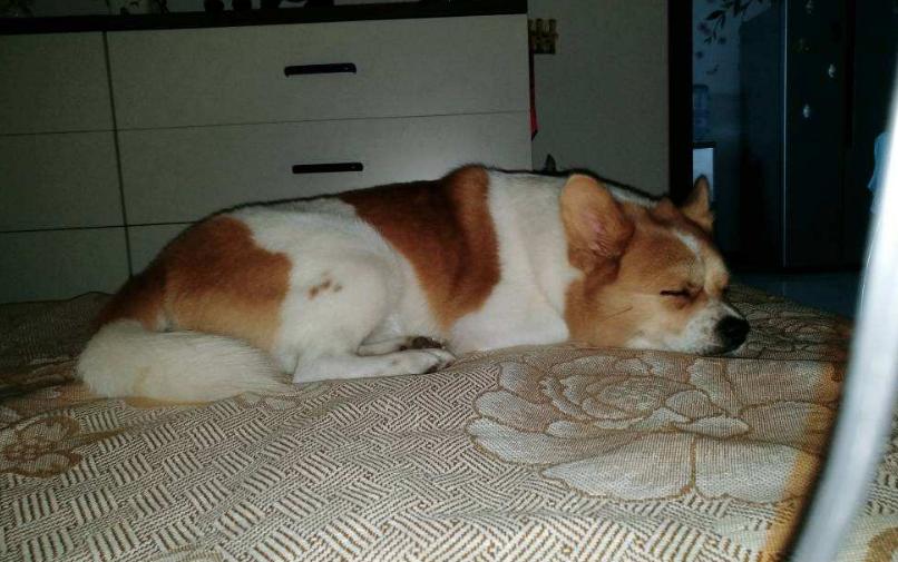 狗狗喜欢抱大腿发泄怎么办,狗狗老上床用什么办法制止它