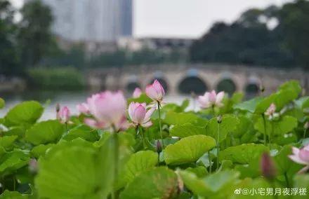 广州有荷花的地方,广州周边的荷花景点推荐