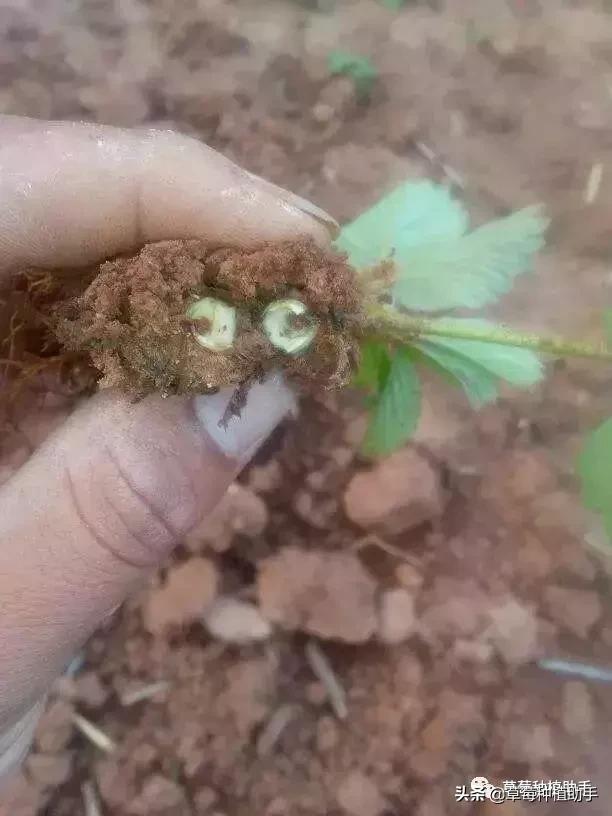 定植前秧苗起苗方法,定植后苗打蔫怎么办