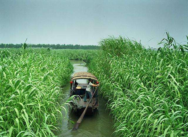 回忆红色经典沙家浜,沙家浜红色革命圣地
