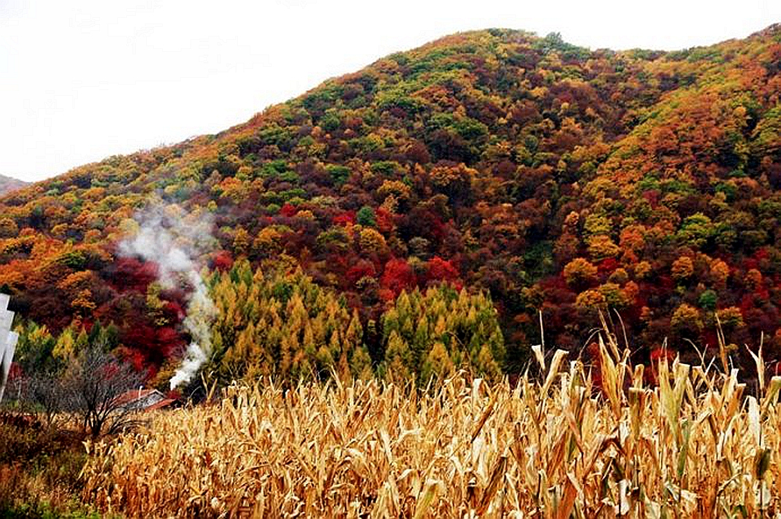 东北杀年猪来吃猪肉,老东北杀年猪