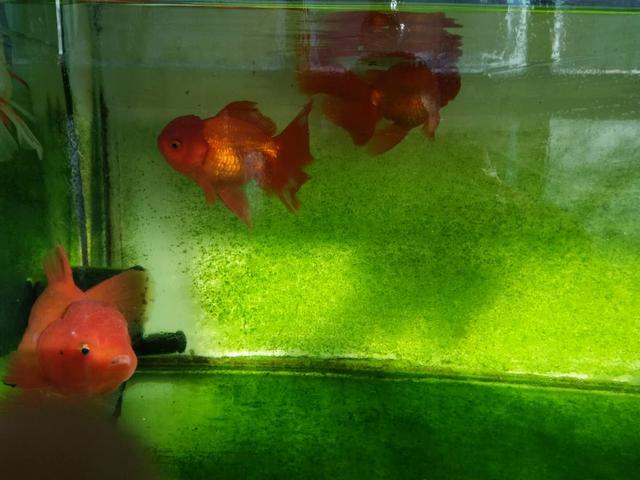 古法养鱼养什么金鱼,古法养鱼草金鱼入缸的正确方法