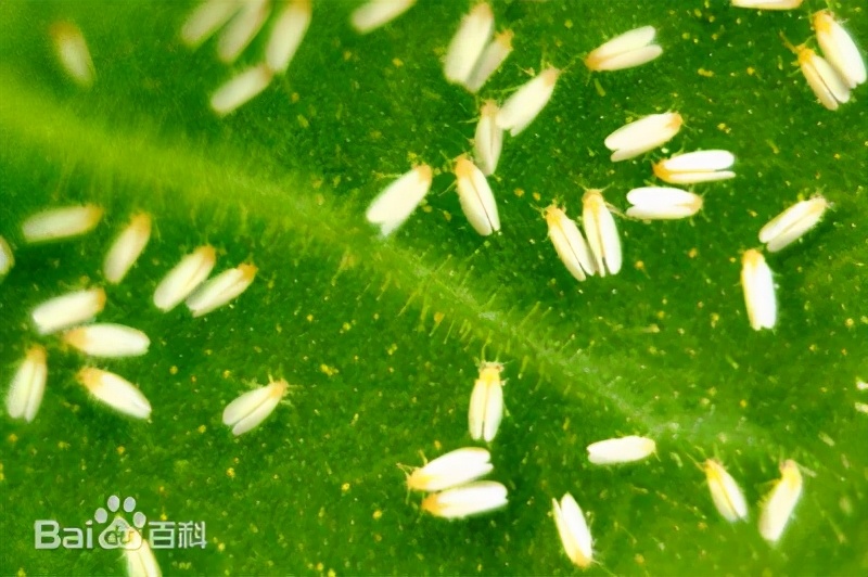 纯天然无毒蔬菜杀虫剂,杀虫剂最好的制作方法