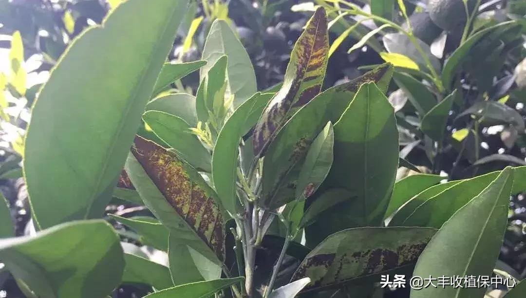 红蜘蛛物理防治妙招,红蜘蛛和壁锈虱打什么药