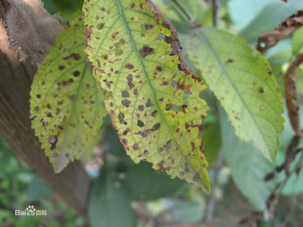 知否知否·小小樱桃人人爱,樱桃病害知多少?