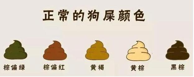 如何从狗狗便便看爱宠是否健康,看狗狗大便知道什么病