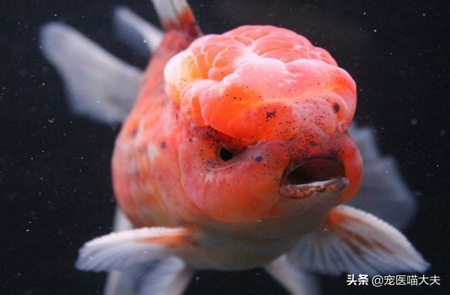 氨中毒观赏鱼是什么引起的,观赏鱼亚硝酸中毒怎么缓解