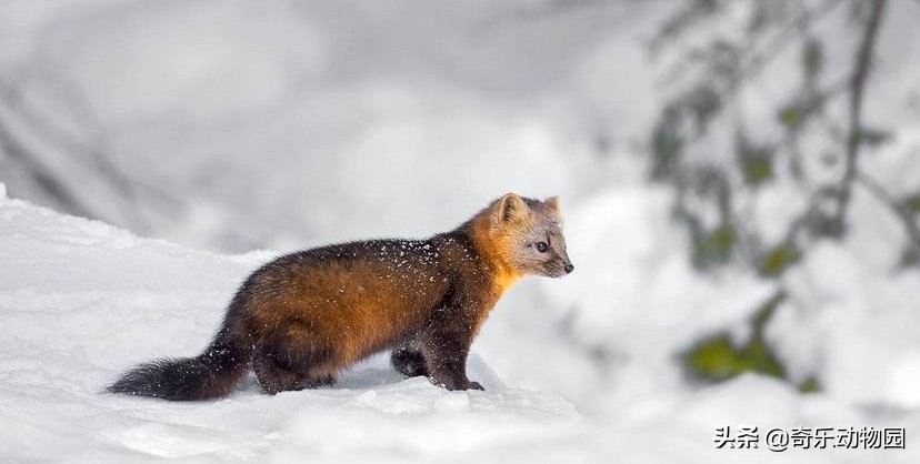 脾气暴躁却是“爱子狂魔”，且看东北三省的这种美丽生灵！