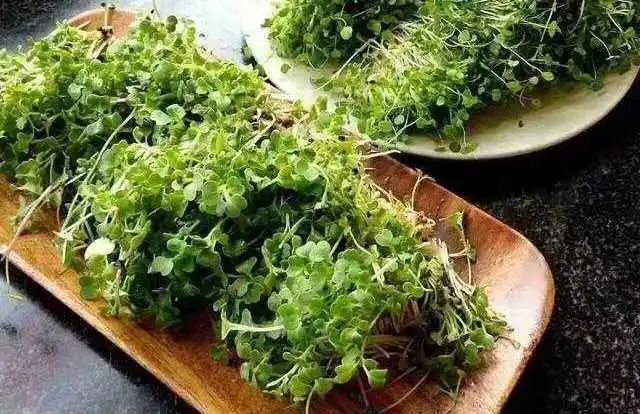 西兰花种子固体饮料的作用,西兰花种子水提取物功效