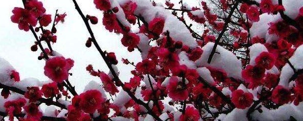 红梅花怎么养,红梅花养着突然枯萎了是怎么回事