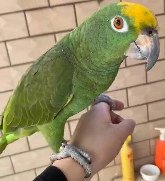 售价高达25万？一只鹦鹉牵出大案！