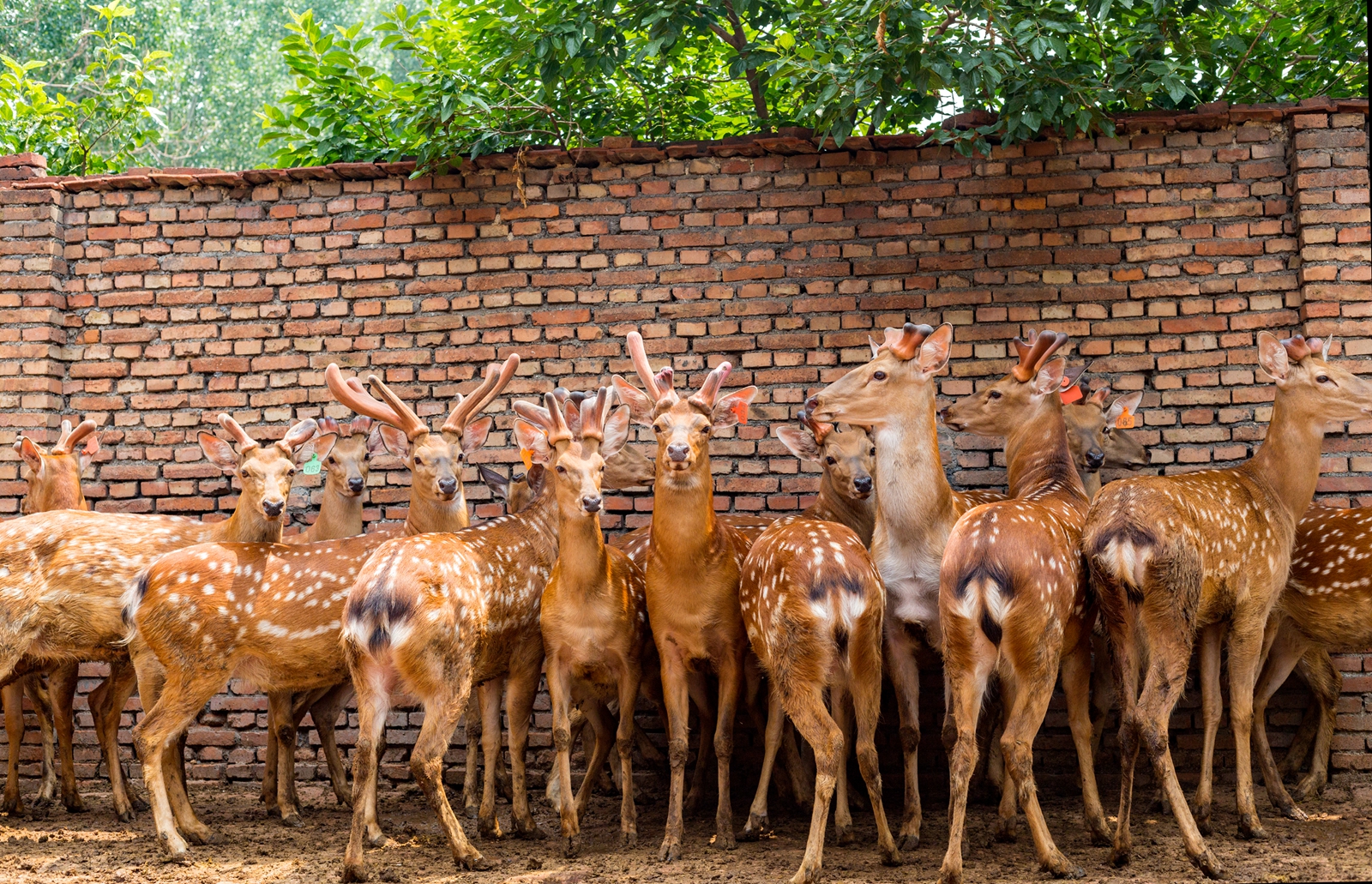 山东邹平市:退役军人夏方刚靠养殖梅花鹿走上致富路