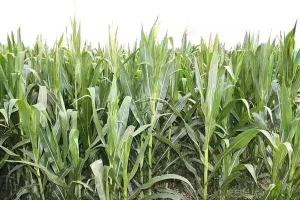 怎么防止玉米受涝害,玉米旱天断垄咋办