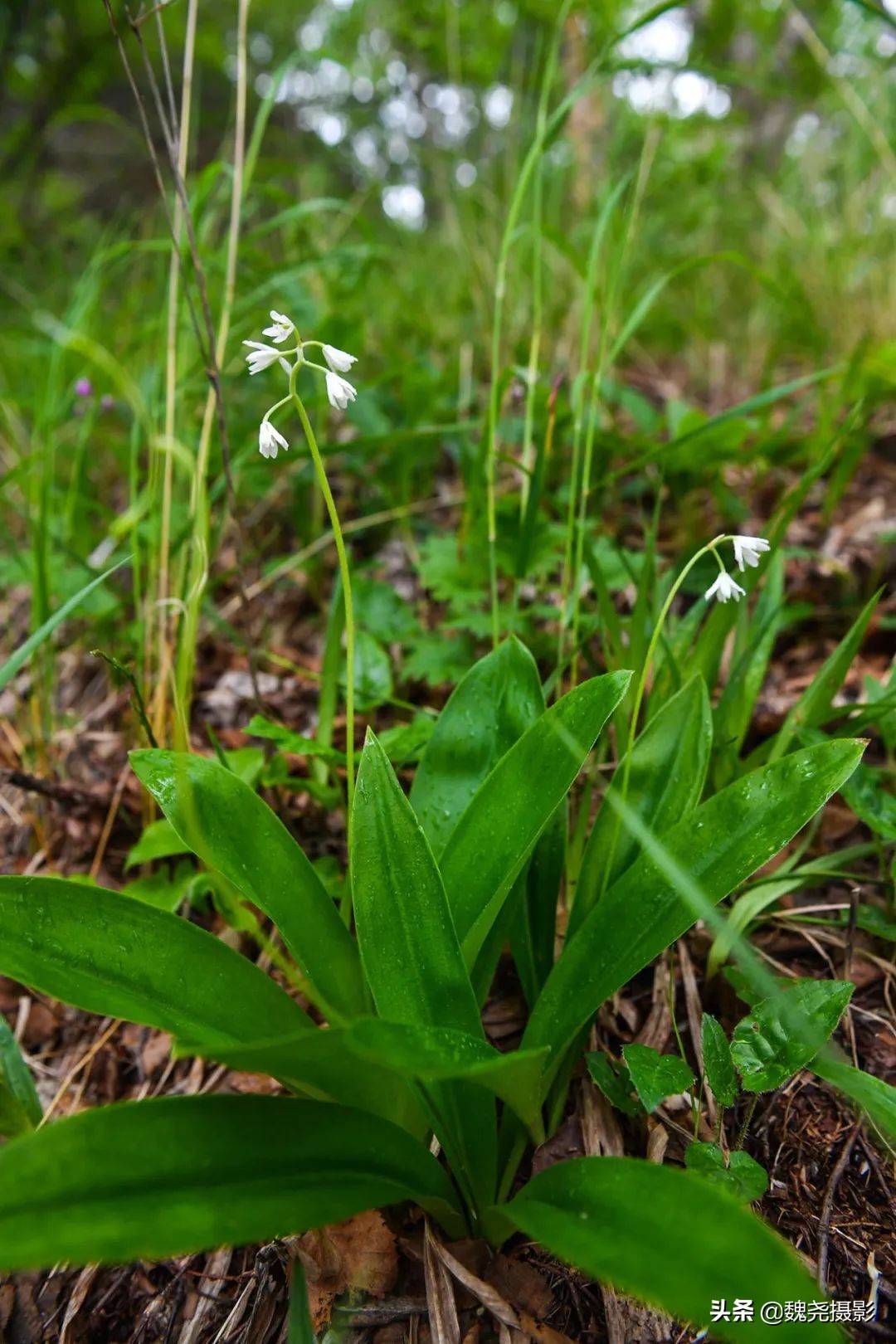 各个季节的野生兰花,北京百花山野生兰花图片