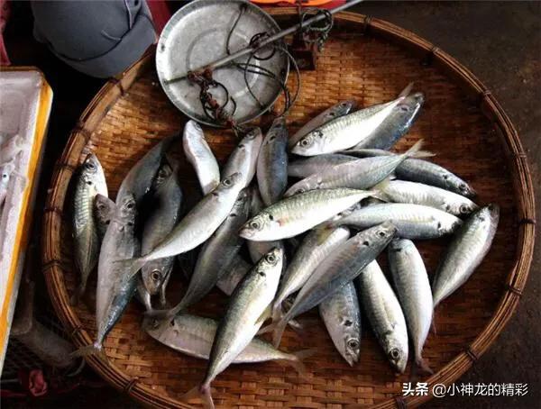 市场上常见的鱼有哪几种,八种好养的野生鱼
