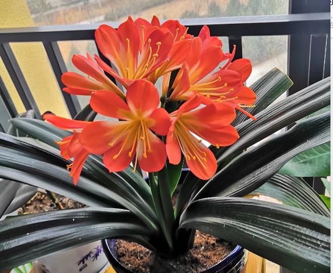 养花盆土返碱有些发白怎么办,养花的土如何保持松散呢