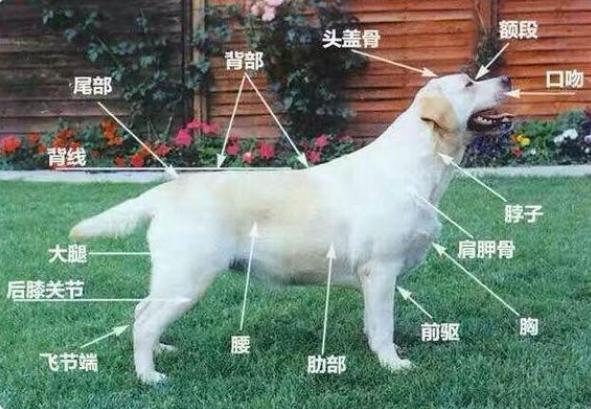 拉布拉多犬怎么看出是好的,怎么区分纯拉布拉多犬幼犬