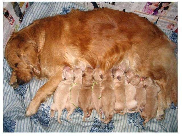 狗狗喝宠物羊奶粉还是人用羊奶粉,狗狗需要喝专门的羊奶粉吗