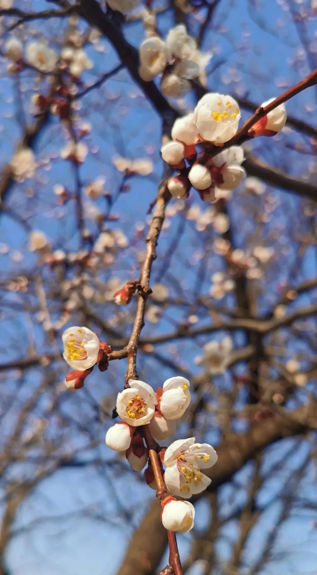 济南3月免费赏花攻略,花都开了济南周边赏花攻略收好