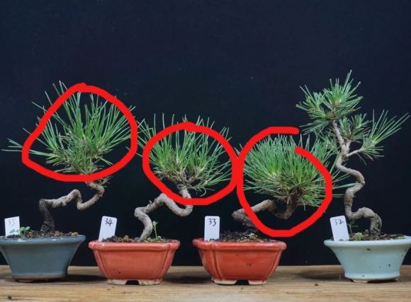 荣冠黑松是什么品种,常见黑松造型