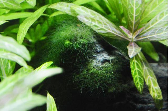 鱼缸经验,鱼缸换水实践经验分享