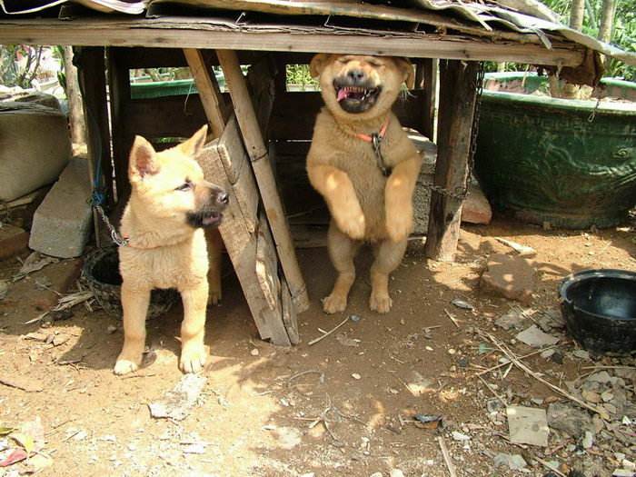 黑白花斑中华田园犬优点和缺点,日本田园犬的优点和缺点视频