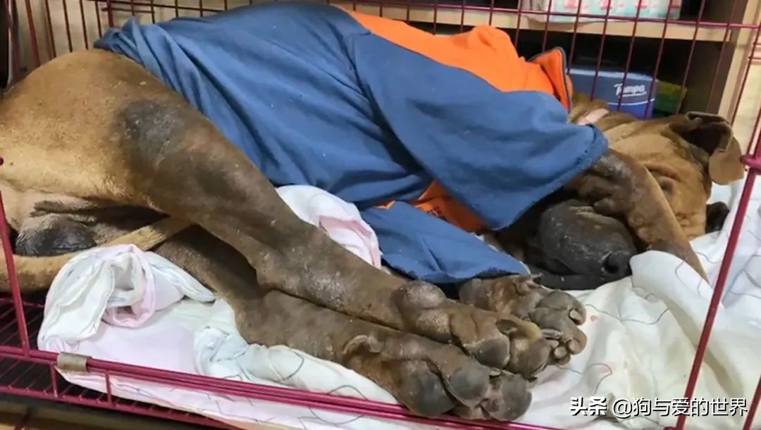 主人狠心抛弃刚生完的狗,养了6年的狗被主人抛弃