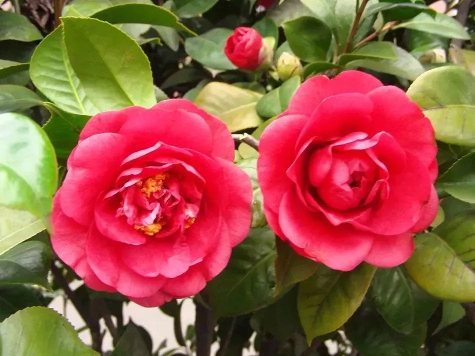 看到花的时候,不知是什么花?那就收下这份百花图谱