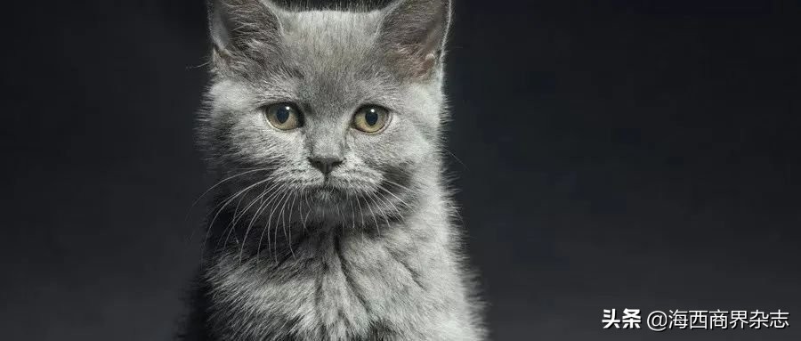 2020年最“吸金”行业：撸猫吸狗，成就千亿消费市场