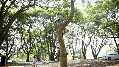 潮汕人从小吃到大的油柑,潮汕特有油柑