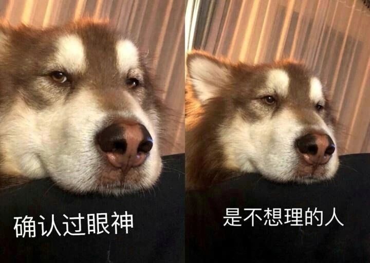 当狗狗吃醋时的表现,狗狗吃醋时会有什么表现