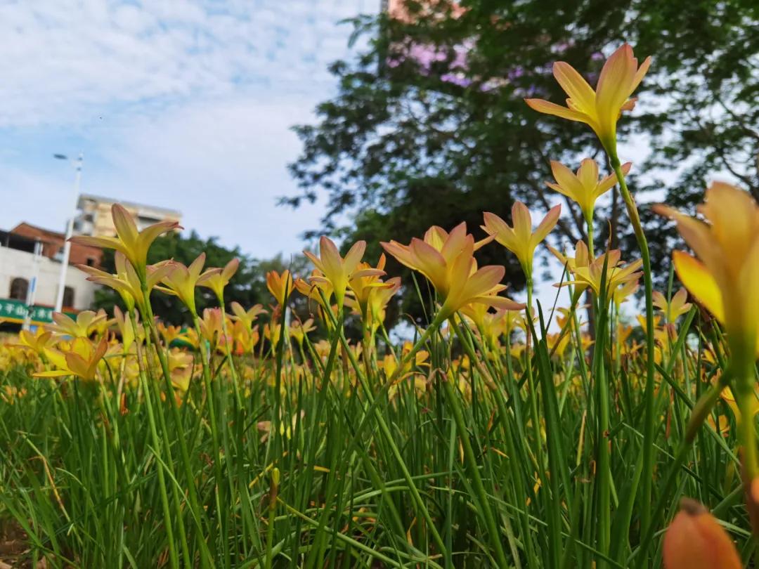 风雨兰的惊艳,风雨兰花开花