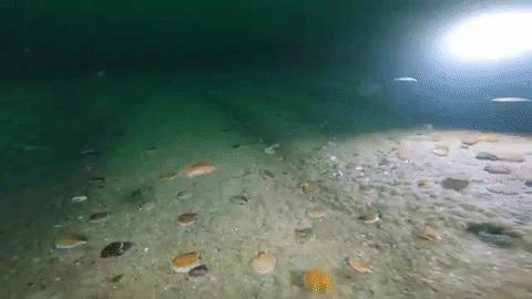 会跑路的扇贝你吃了吗,海鲜大咖活扇贝怎么处理干净