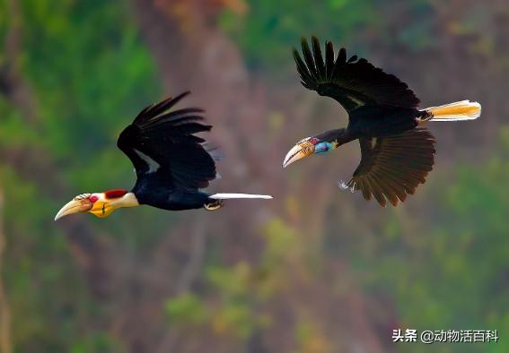 鹤顶红是哪里来的,鹤顶红的未解之谜