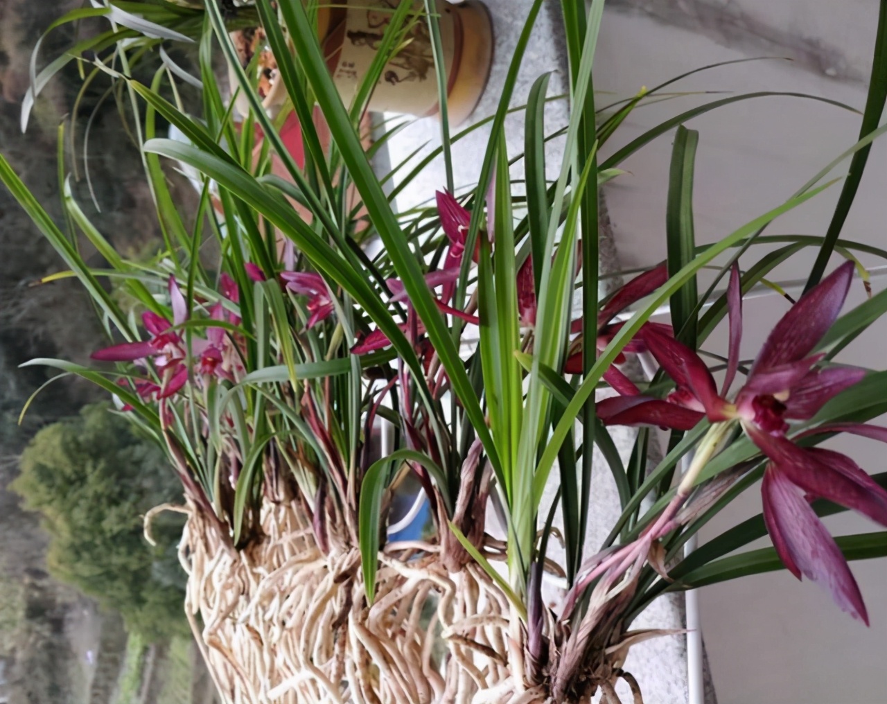 曾经不起眼的野草,现在成为“高档兰花”,花色鲜红,香味持久