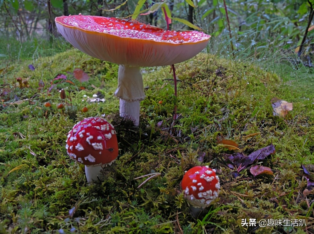 从物种起源到生物多样性,从起源到分类