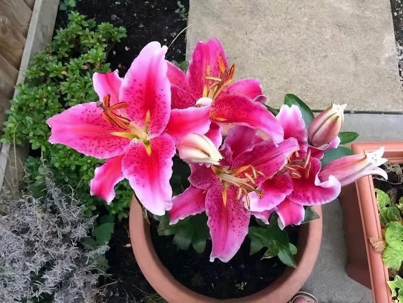 百合开败了怎么可以继续开花,盆栽百合开败了多久才能再发芽