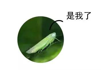 台湾宝岛茶,台湾最好的茶是哪个