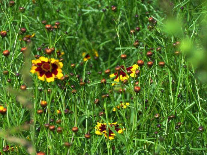 天山雪菊自家种的功效咋样,天山雪菊可以长期存放吗