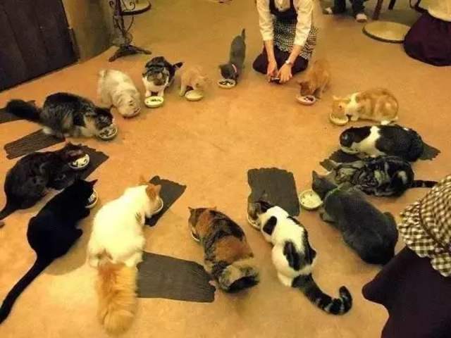 日本猫岛撸猫必备短片,日本东京免费撸猫的地方