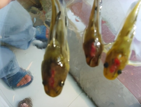 黄颡鱼裂头病用什么药,黄颡鱼烂头病发病原因