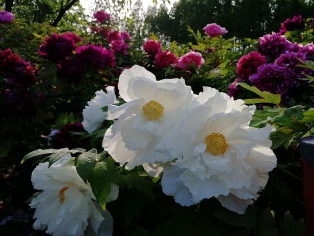 洛阳牡丹花摄影,中国牡丹花开摄影