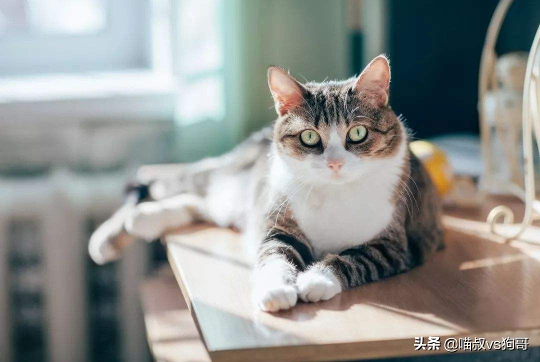 “我家猫咋又尿血啦”，猫咪自发性膀胱炎反反复复，猫奴们了解吗