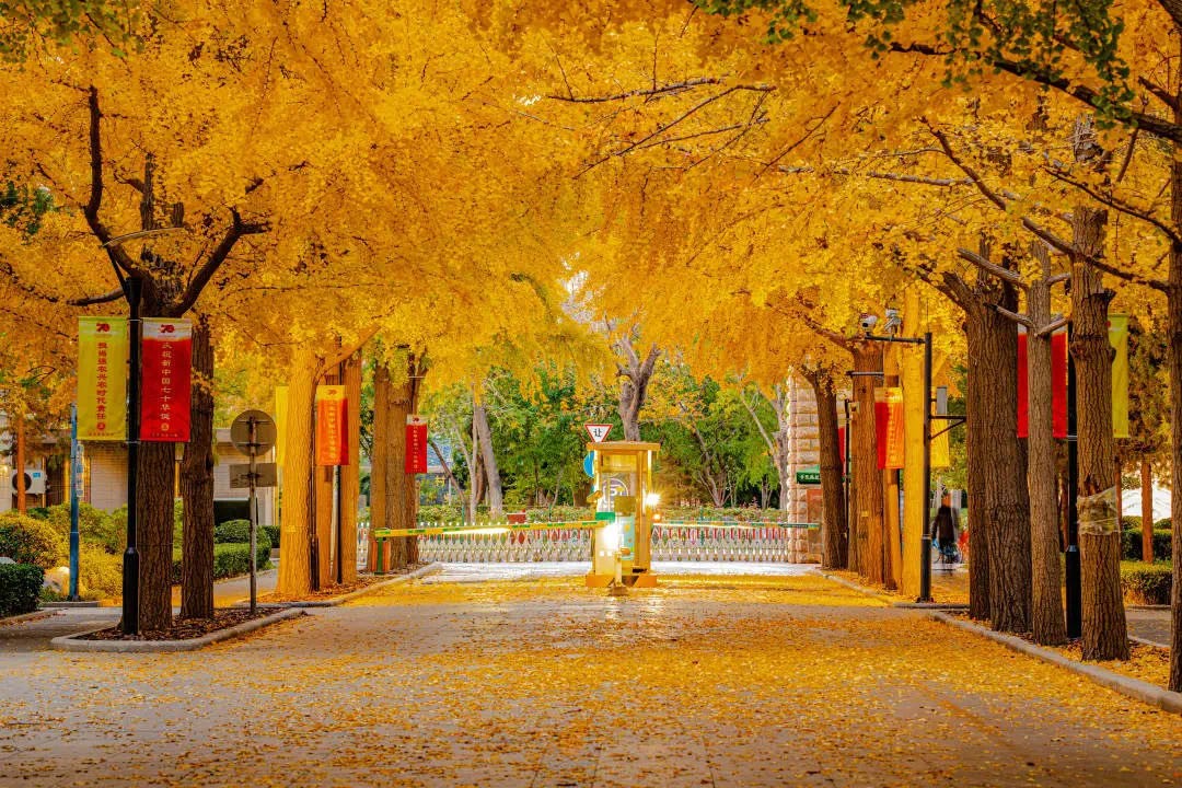 北京林业大学为什么排名靠后,北京林业大学学科水平